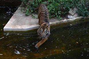 アカラが見てくる