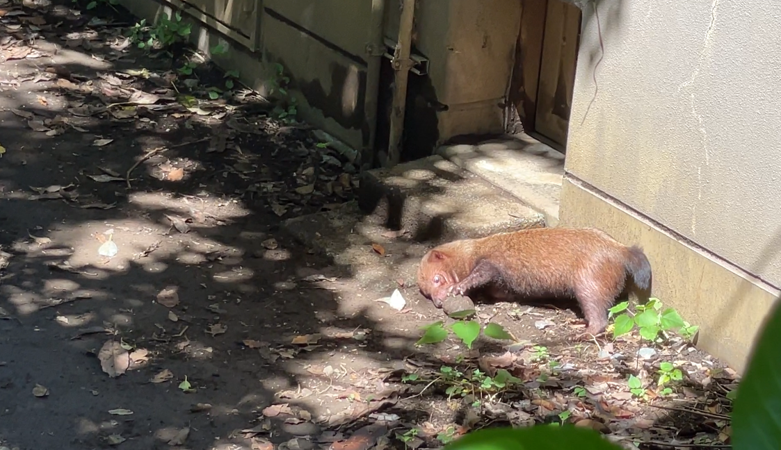 ヤブイヌ通信 カノンがトリコになっているの写真