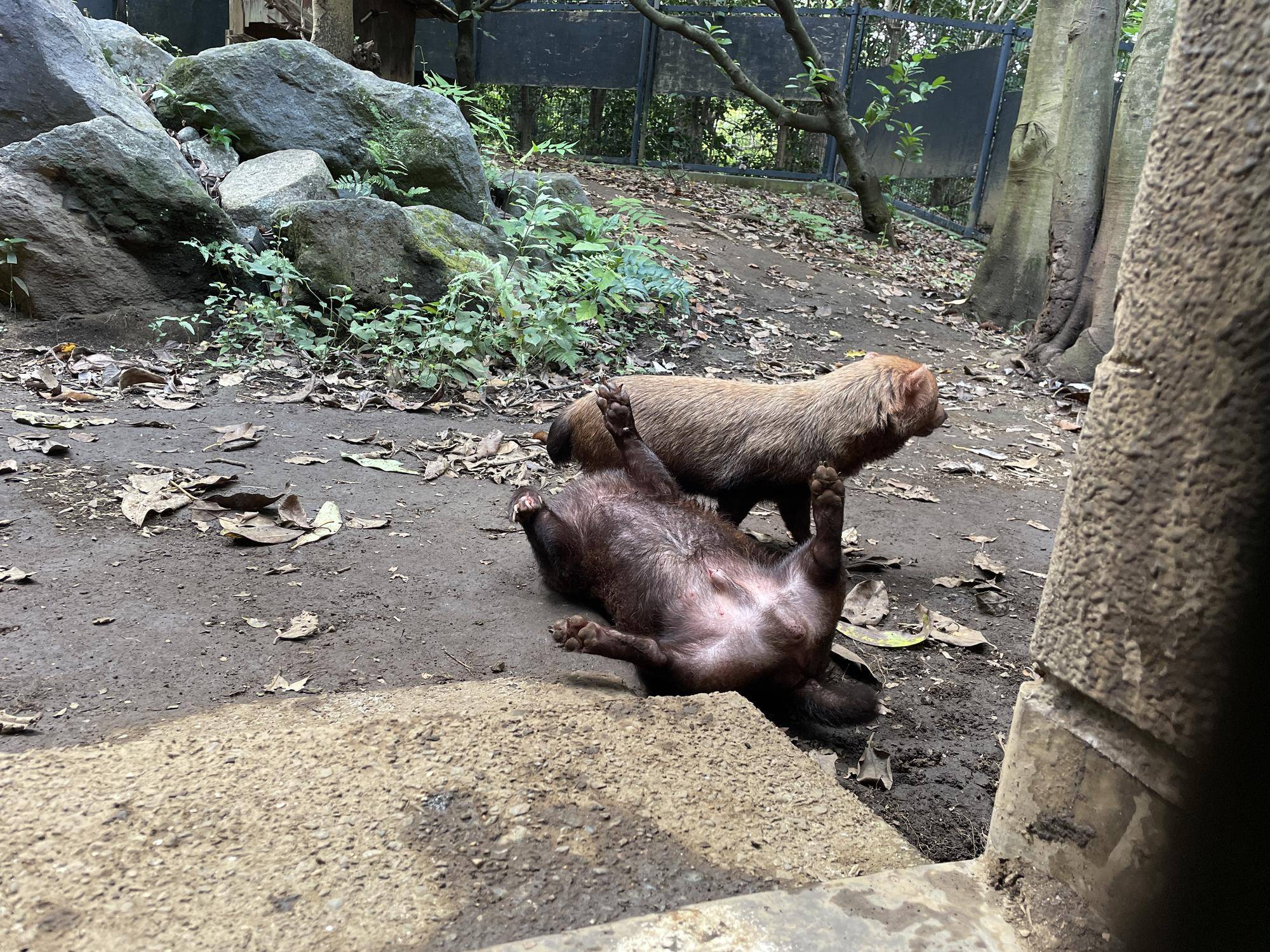 ヤブイヌ通信 実は・・・の写真
