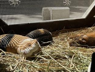 Pick up モル！②