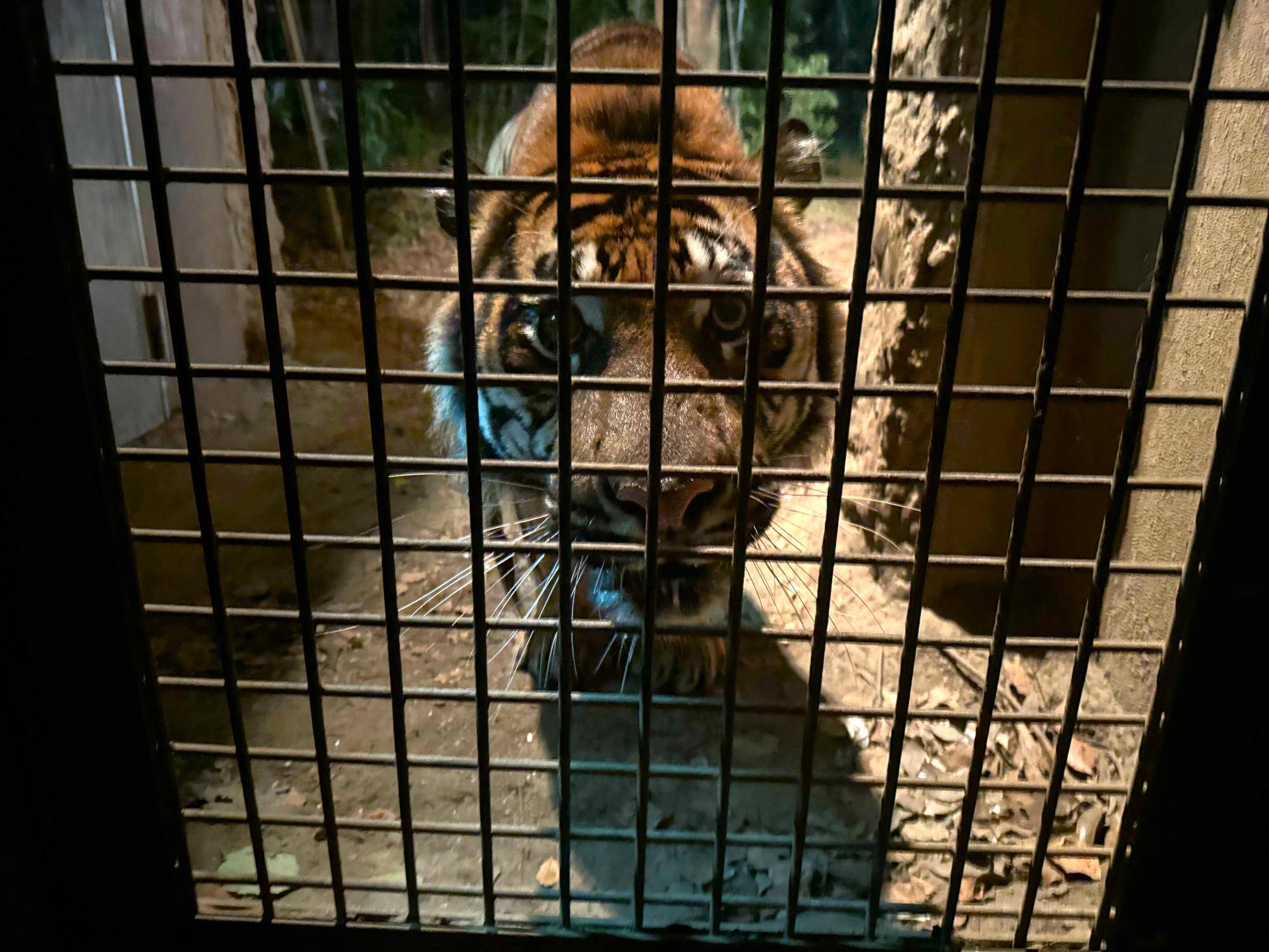 ナイトズーラシアのスマトラトラとウンピョウの写真