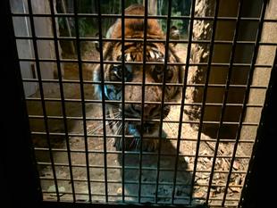 ナイトズーラシアのスマトラトラとウンピョウ