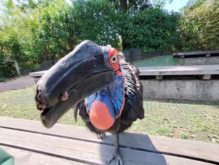 ルースファン必見！！