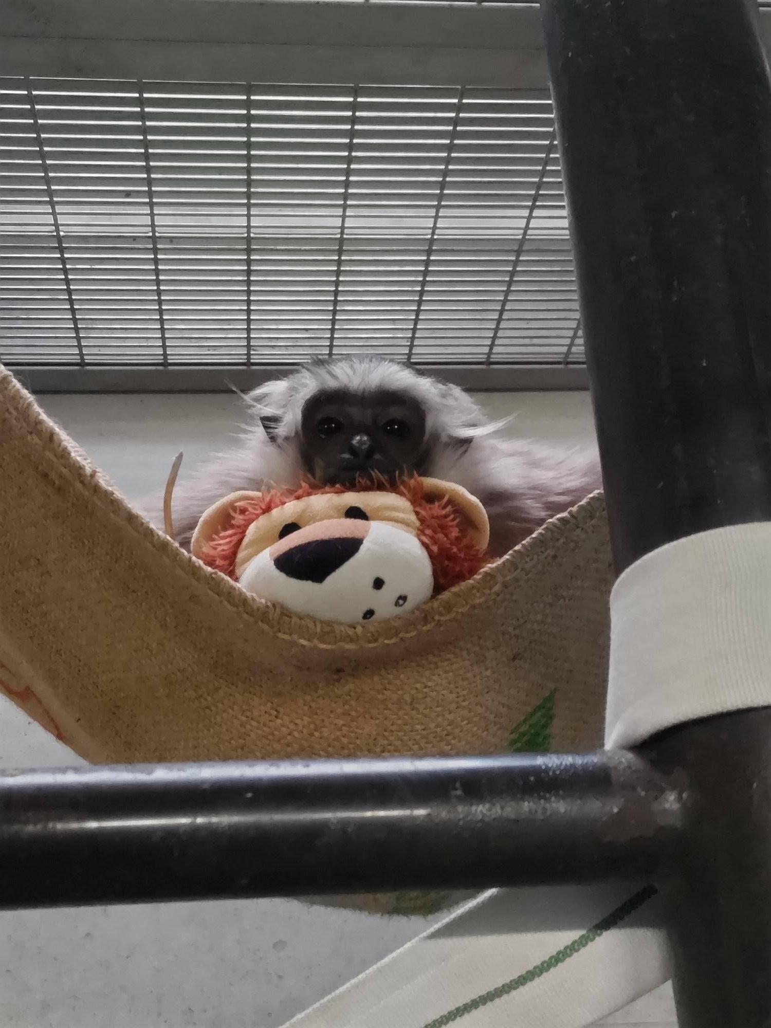 プロイとライオンのぬいぐるみの写真