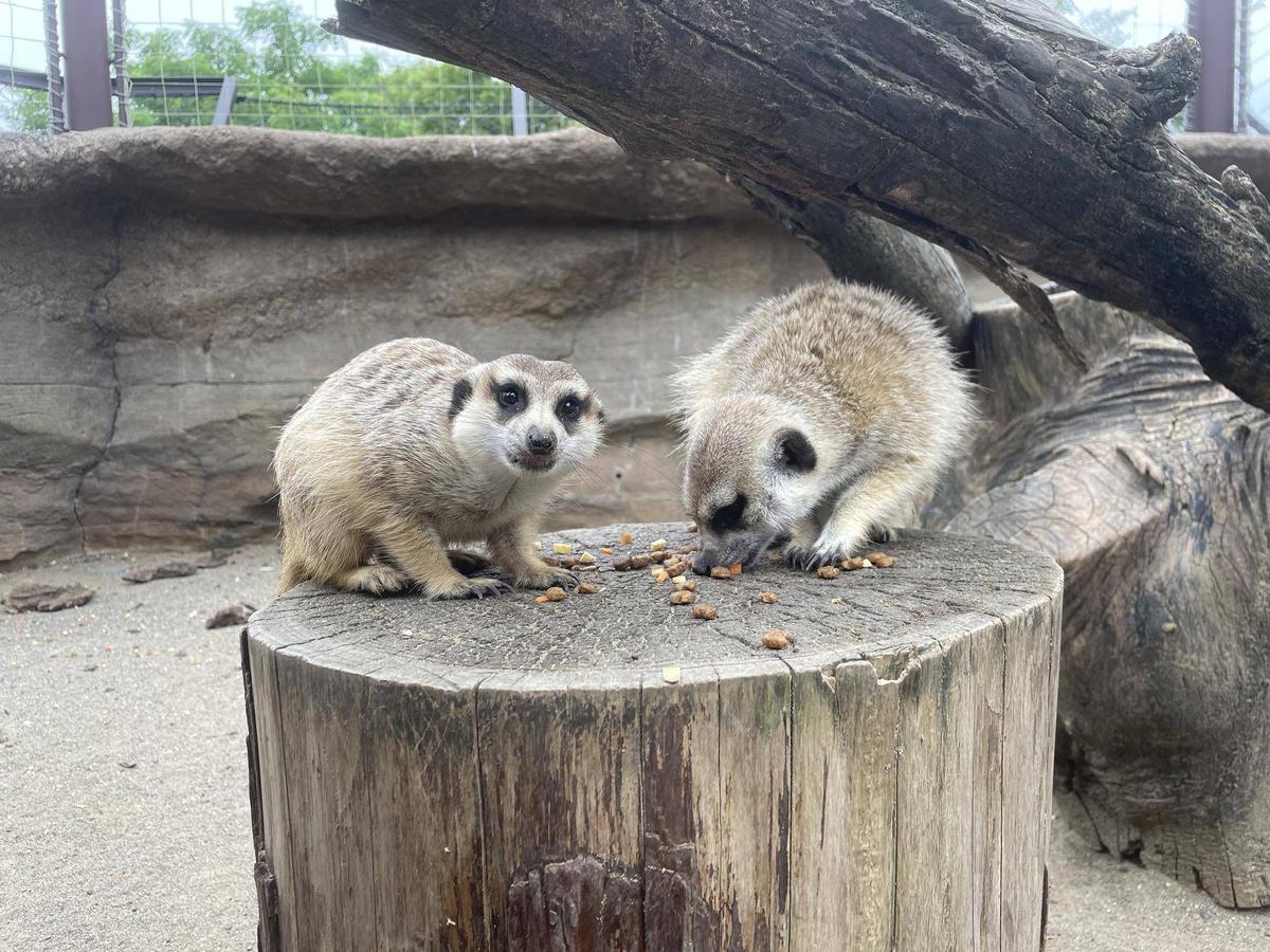 IMG_3641-thumb-1200xauto-