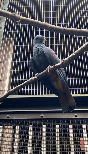 オオミカドバトがやってきた。