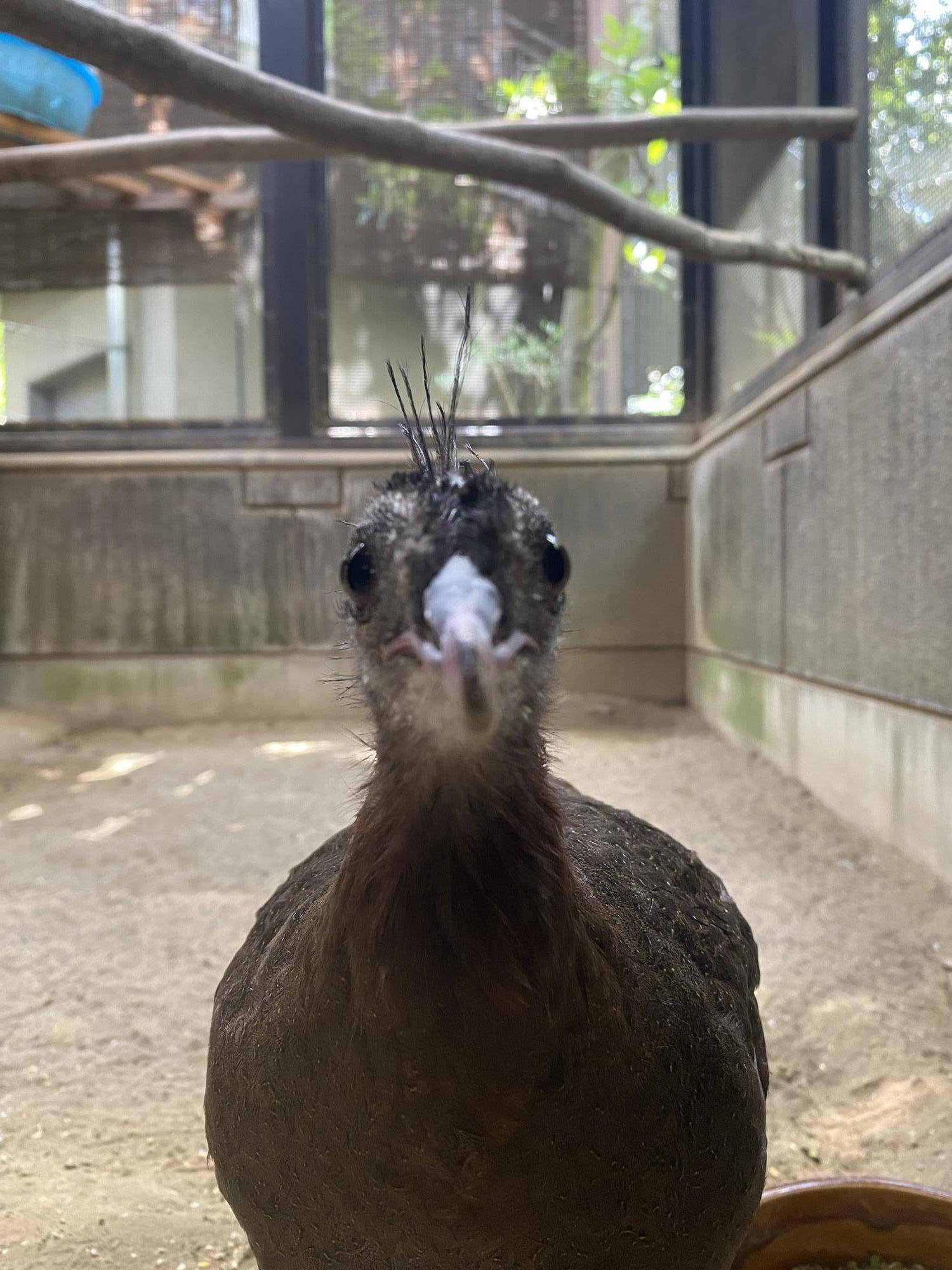 カンムリいろいろな形👑の写真