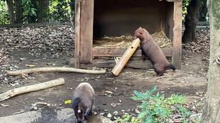 ヤブイヌ通信 あげてみたら・・・