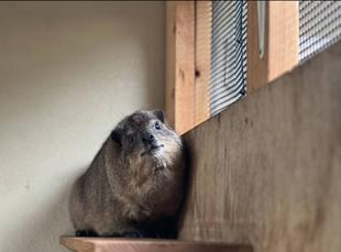 ケープハイラックスたちの朝