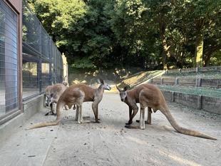 アカカンガルーのナイトズーラシア 2024