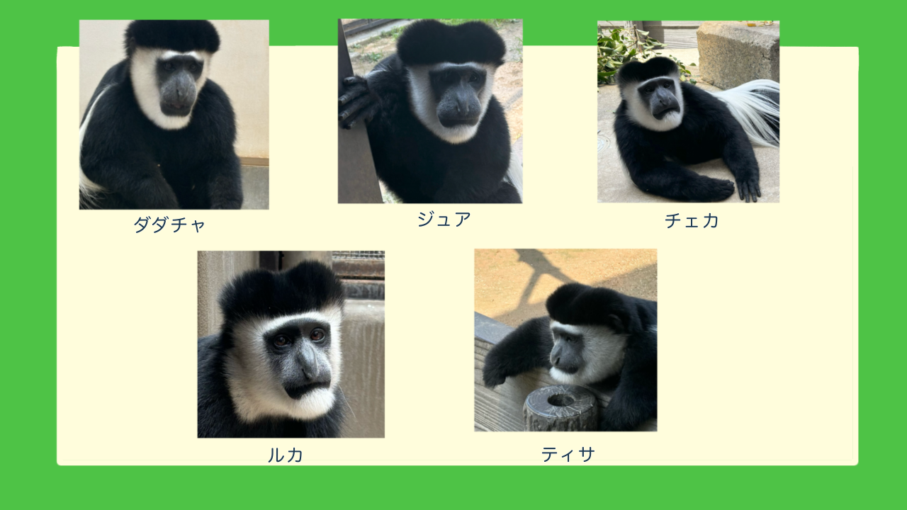 見分けるポイント教えます!の写真