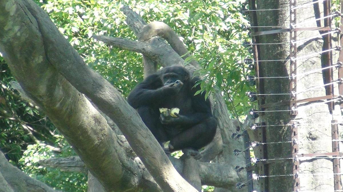 チンパンジーに旬のおやつをプレゼント（8月：パイナップル