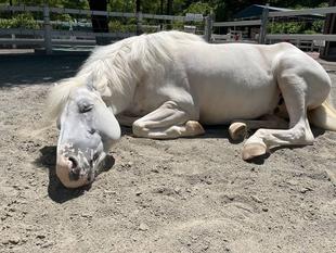 冷やし「馬」始めました！