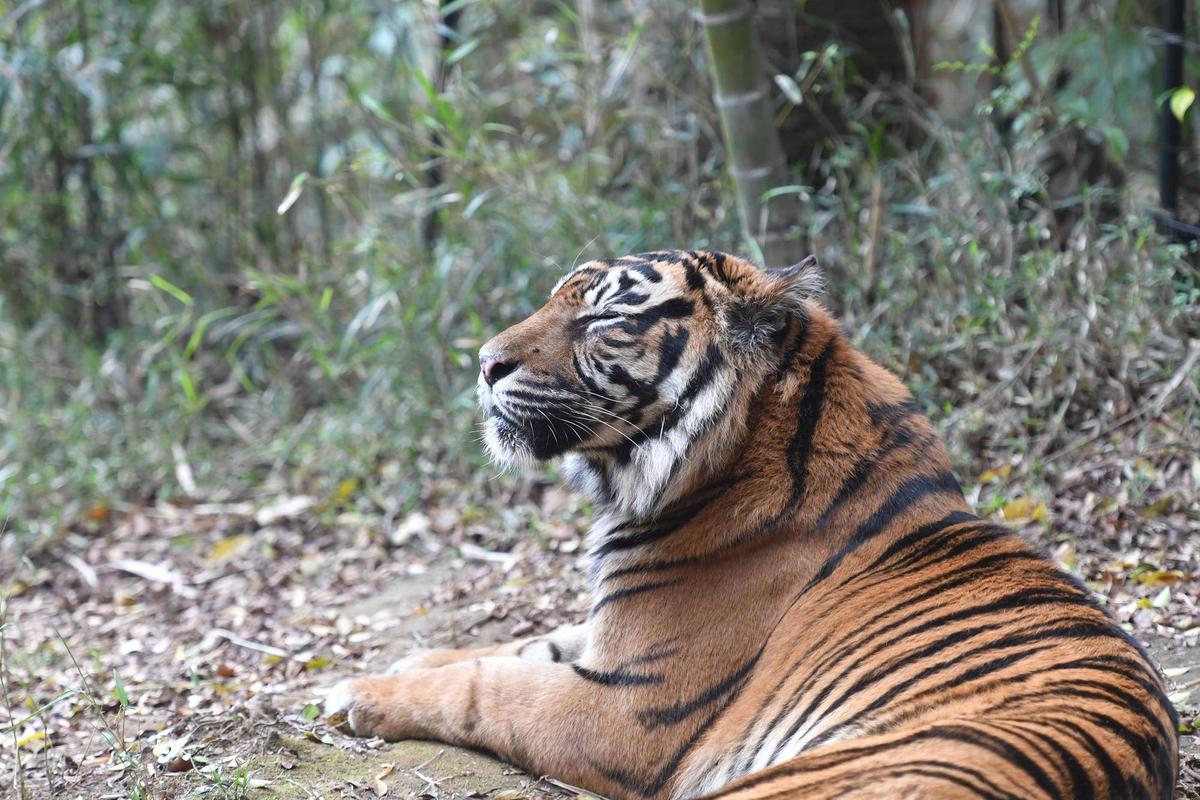 記念メダル　ズーラシア　スマトラトラ f3c2da559a1e6a16c72e1bf614a4c9