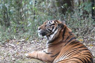 「世界トラの日」イベントご報告!