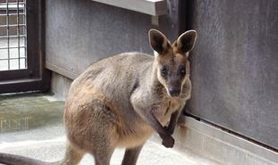 オグロワラビーのお引越し生活③