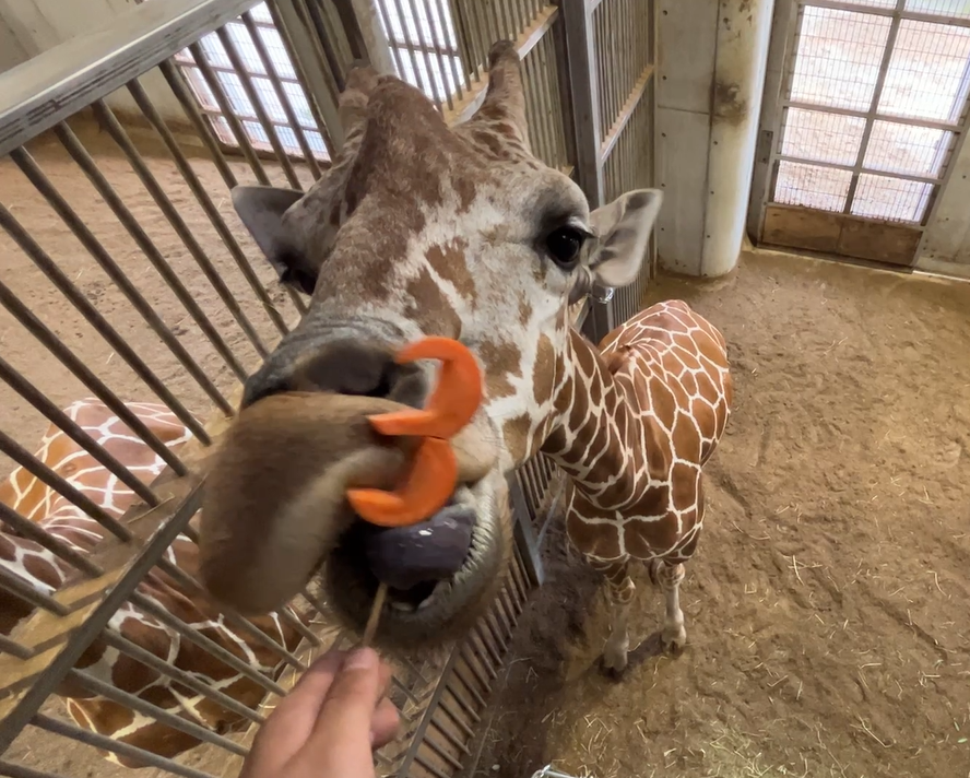 エレン 3歳!!の写真