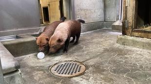 ヤブイヌ通信 夏の風物詩をプレゼント🧊