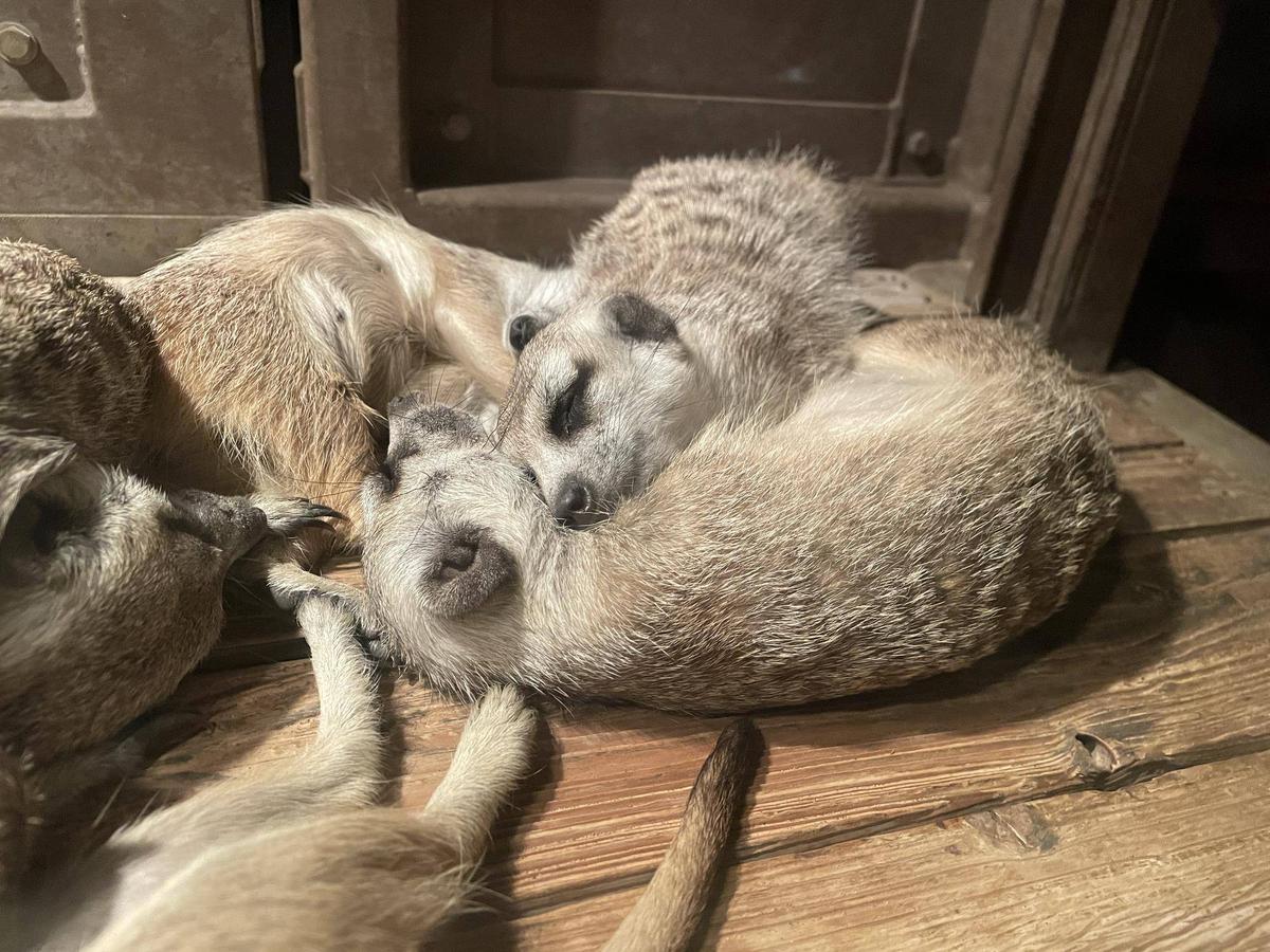 ミーアキャット　4枚 4cbfd54653973cbf3e8971e70bb427