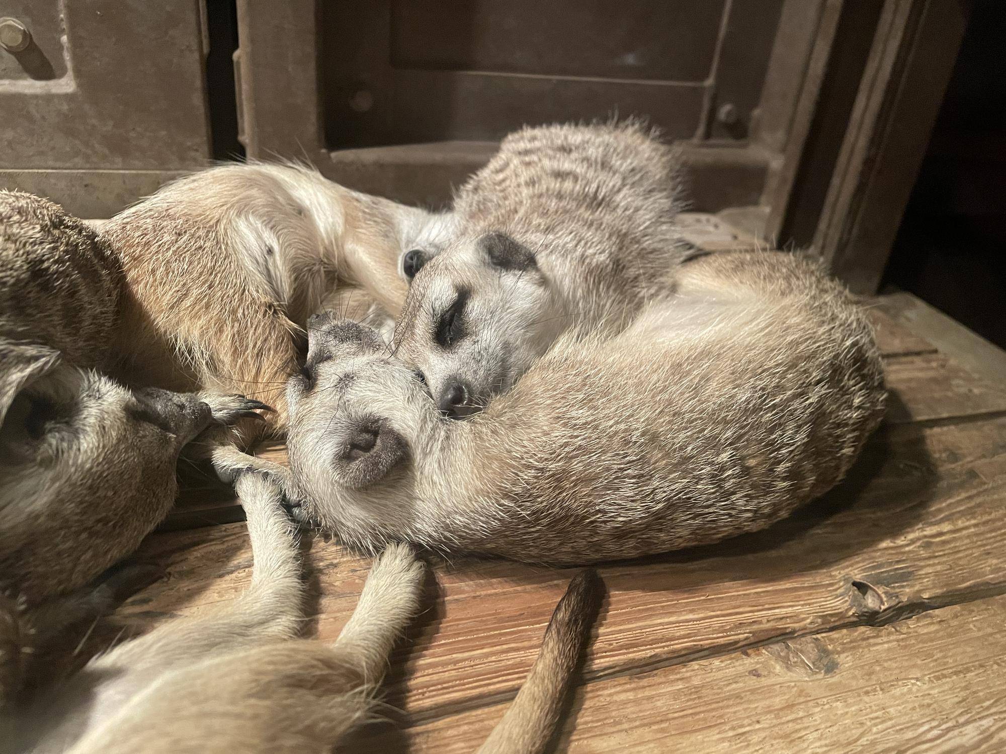 ミーアキャット6頭が出園しました!の写真
