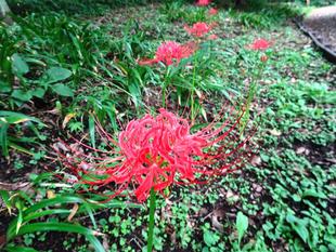 ～　ヒガンバナなのに・・・　～