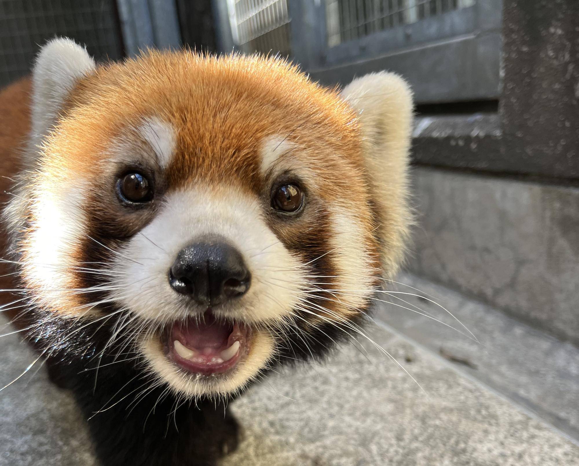 国際レッサーパンダデー開催中♪の写真
