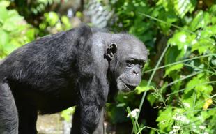 ヨシズの誕生日