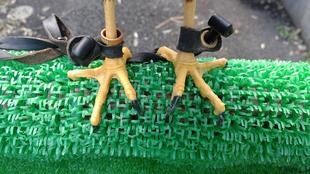 鳥の足をみてみよう