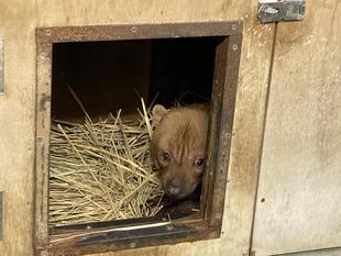 ヤブイヌ通信　カノンも見ている
