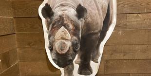 世界サイの日のイベントを行いました