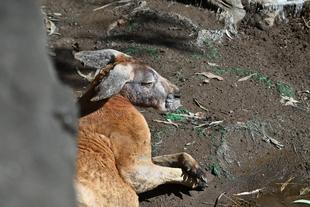 アカカンガルー リクの最近 最終回