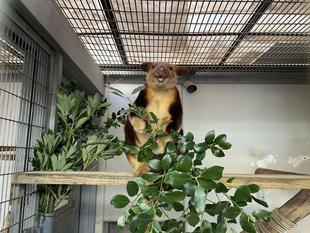夏のセスジキノボリカンガルー