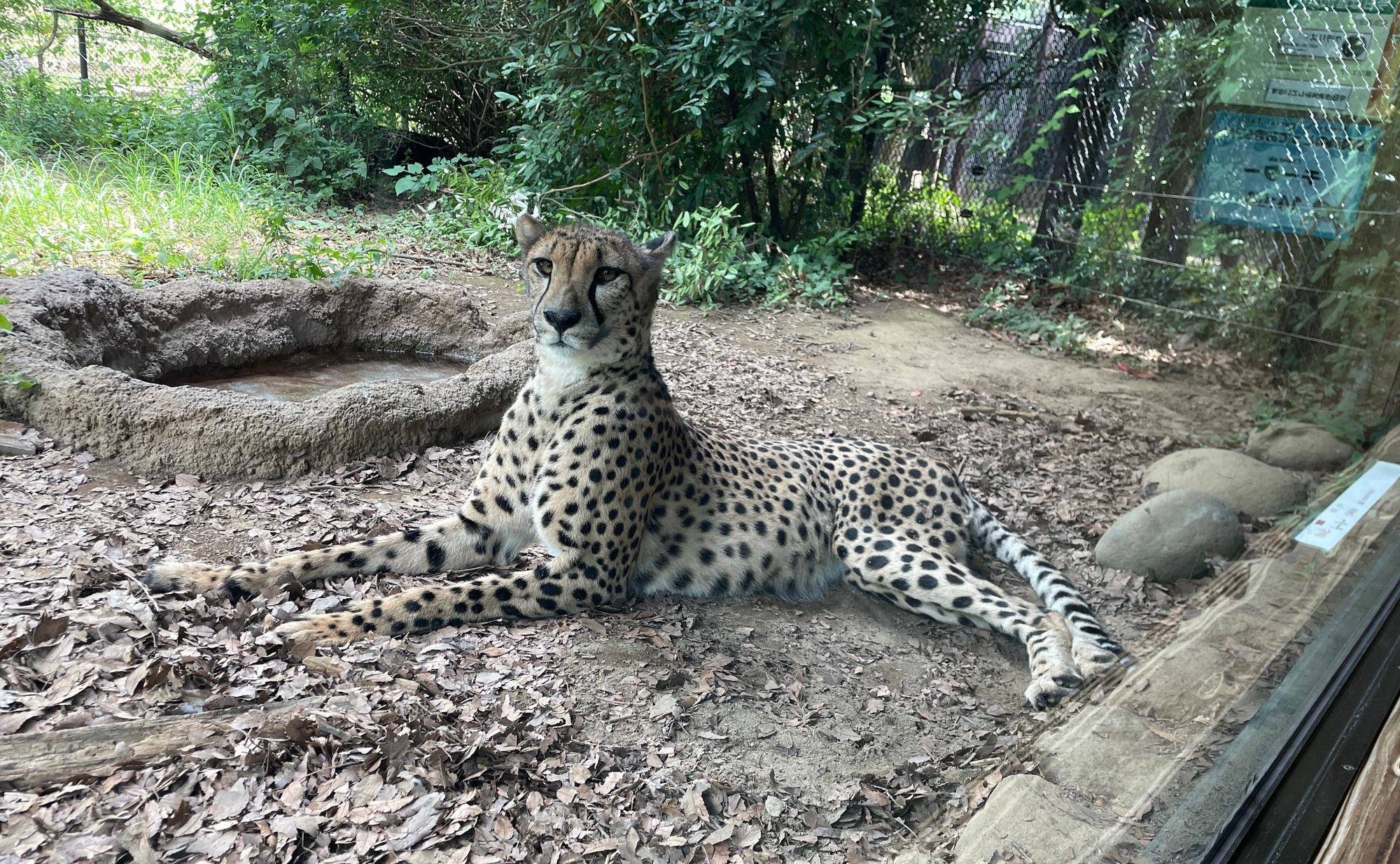 チーター&ミーアキャットブログ 夏の写真