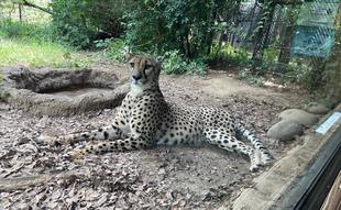 チーター＆ミーアキャットブログ　夏