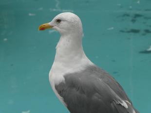 キアシセグロカモメの冬羽