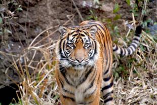 比べて見るトラの顔