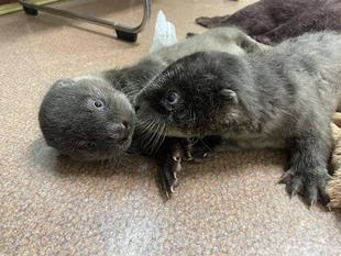 (続)個性光るうねうねず