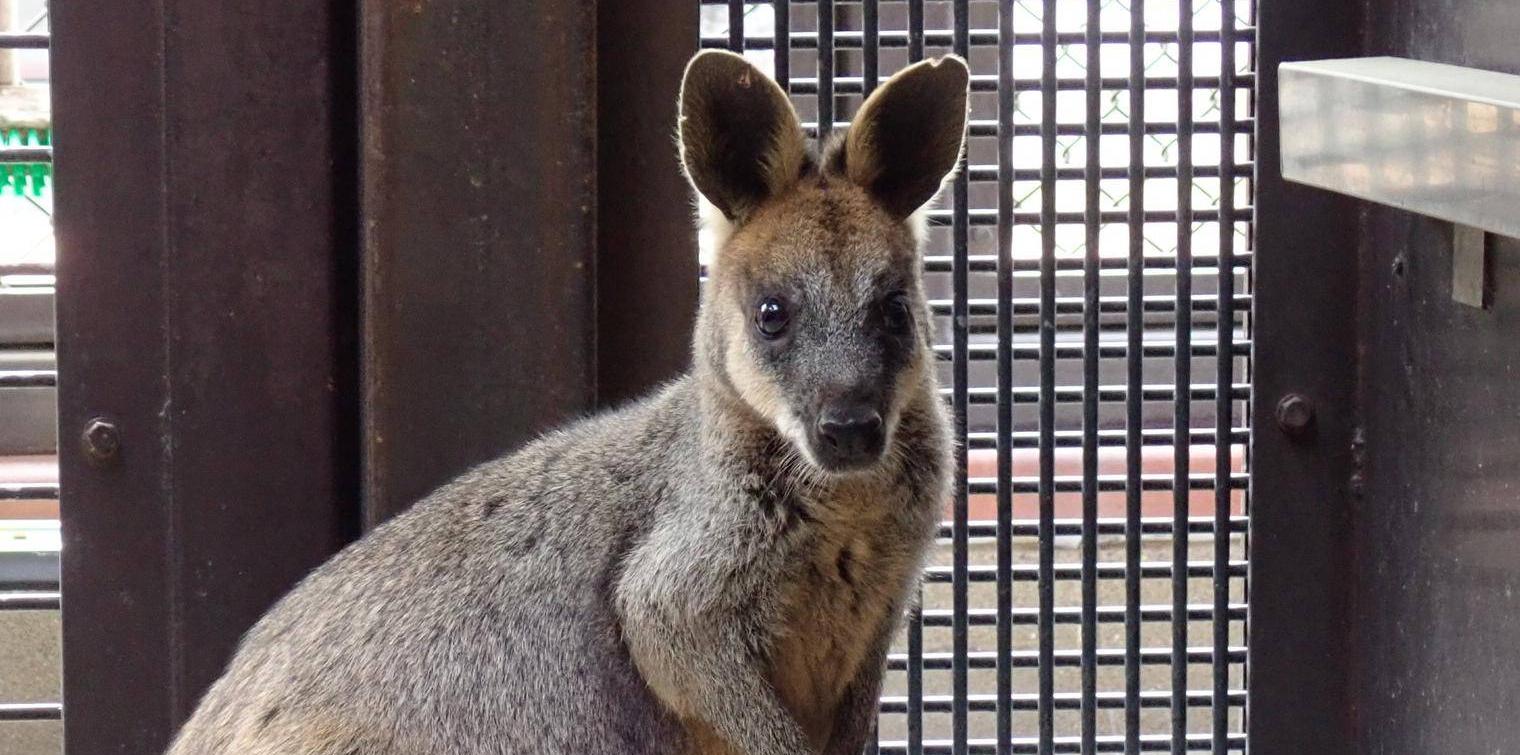 オグロワラビーのお引越し生活④の写真