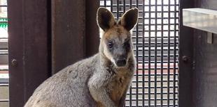 オグロワラビーのお引越し生活④