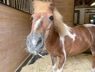 みんなのたてがみスタイル