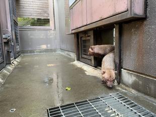 ヤブイヌ通信 カノンのシワ...編