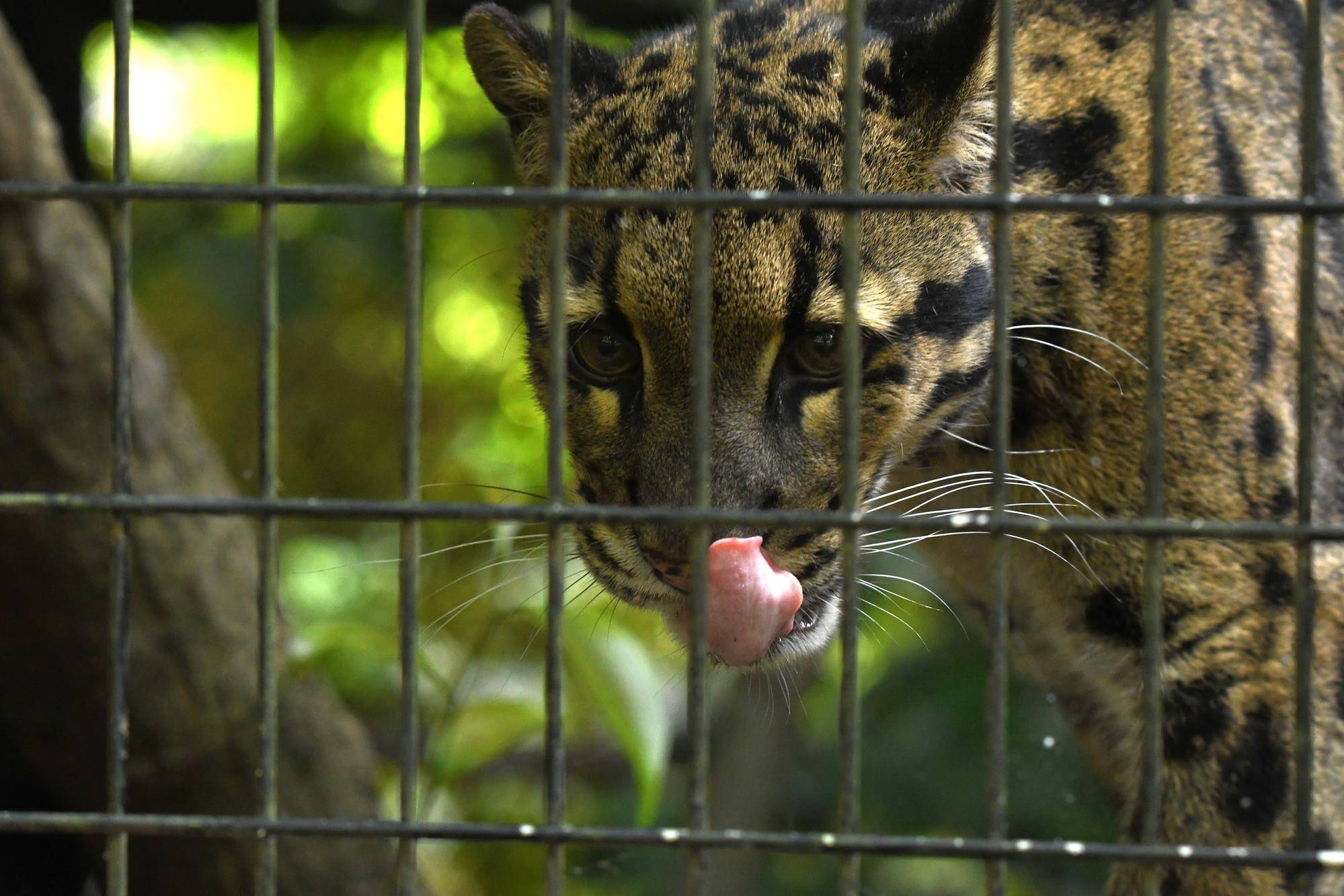 ウンピョウにより良い環境を!の写真