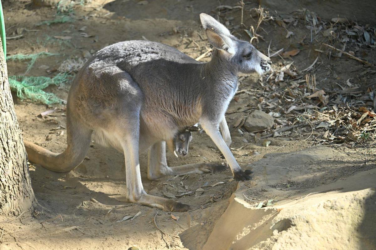 アカカンガルー ロミオのオス群入り|飼育日誌｜ブログ|よこはま動物園