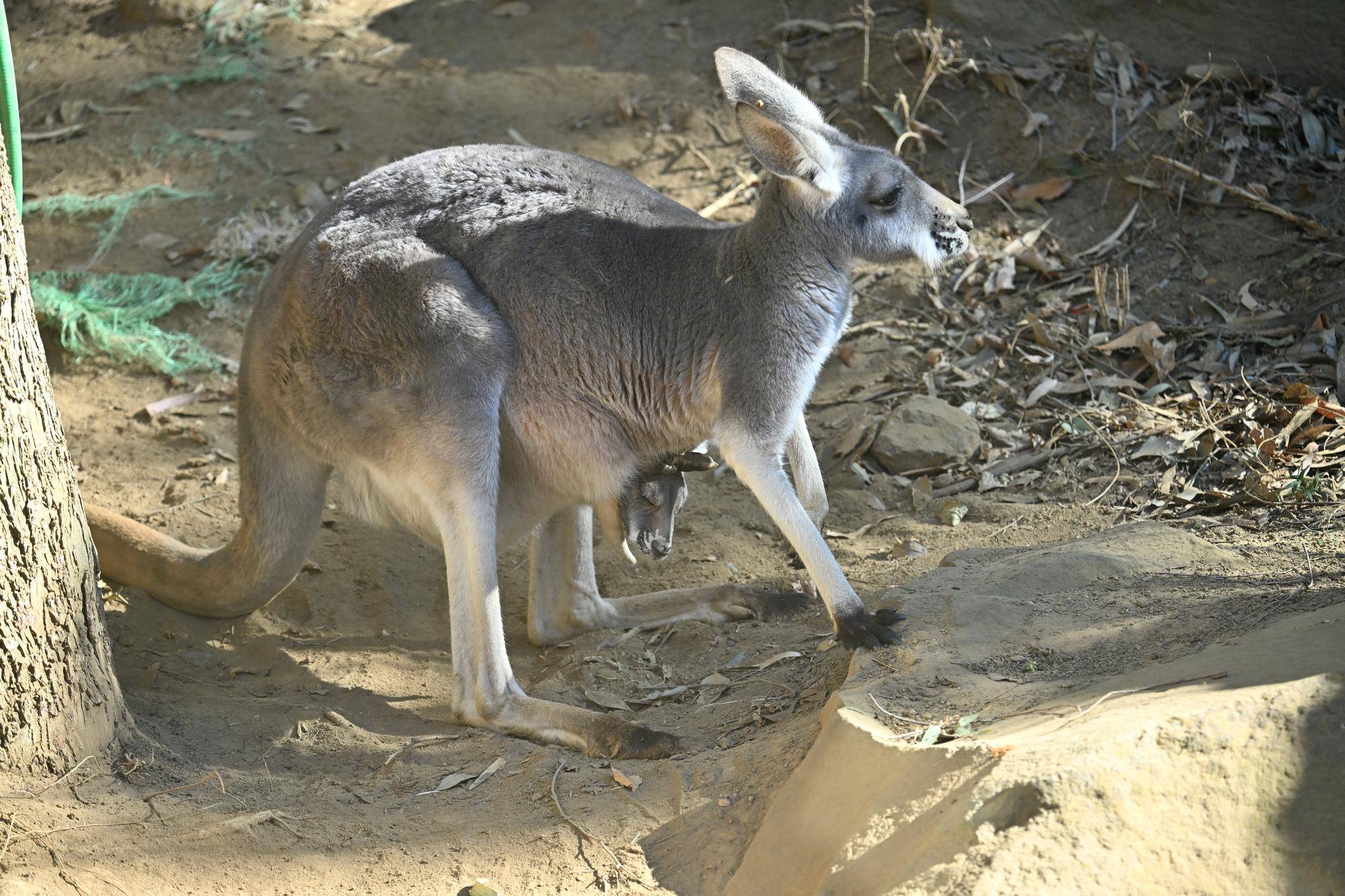 アカカンガルー ロミオのオス群入りの写真