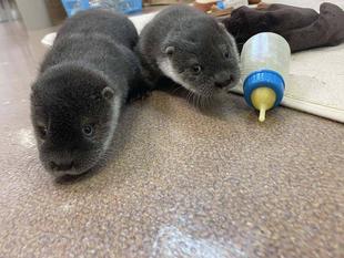 （続続）個性光るうねうねず