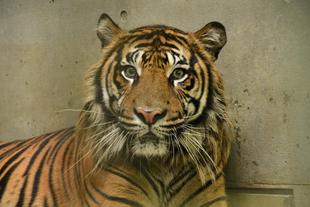 アカラがズーラシアに来てから1年