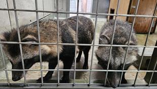 タヌキツ近況ブログ♪