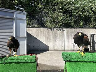 2羽の違いは・・・？