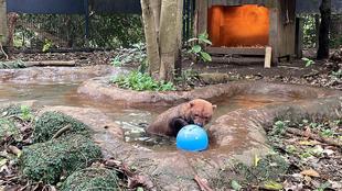 ヤブイヌ通信　4go💨💨‼︎