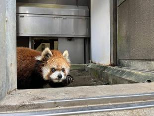 国際レッサーパンダデー2024レポート